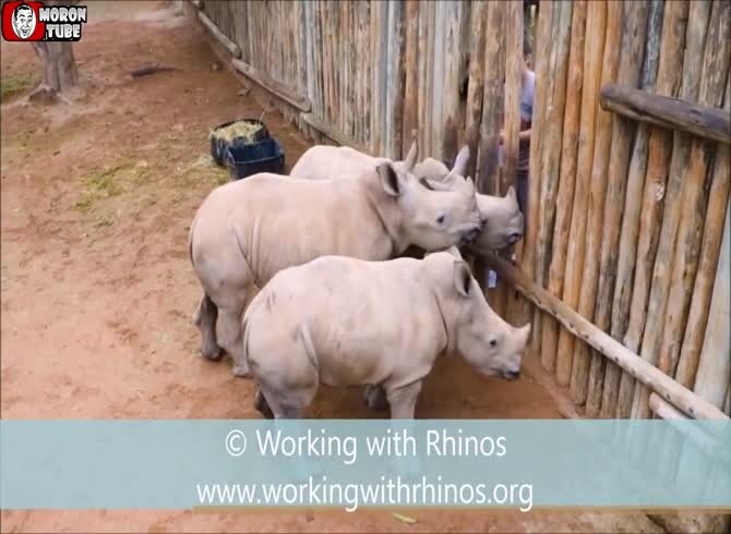 Video :These three newborn rhinos begin to whimper like puppies in order to obtain their food